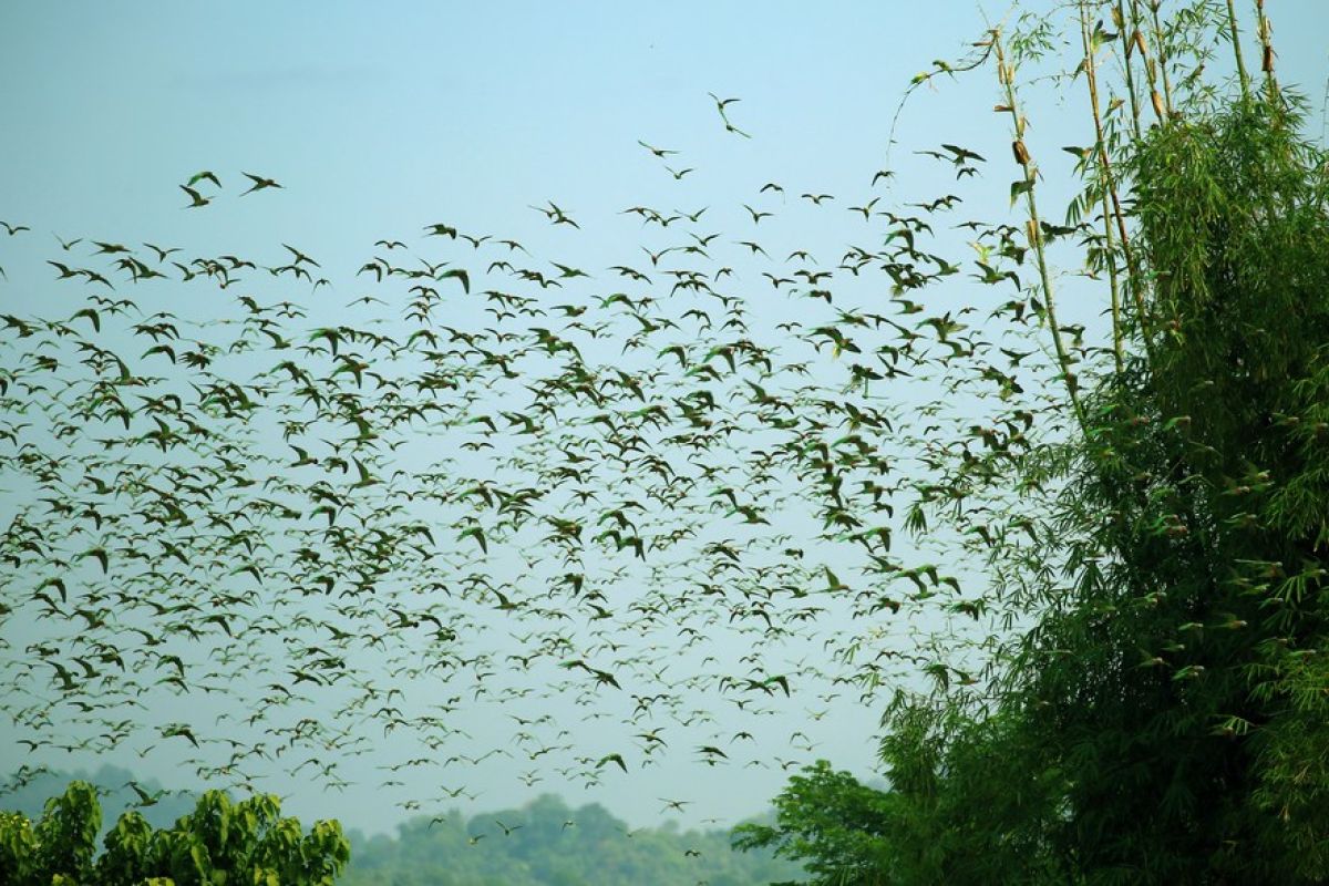 Kawanan burung parkit serbu sawah di Chattogram, Bangladesh