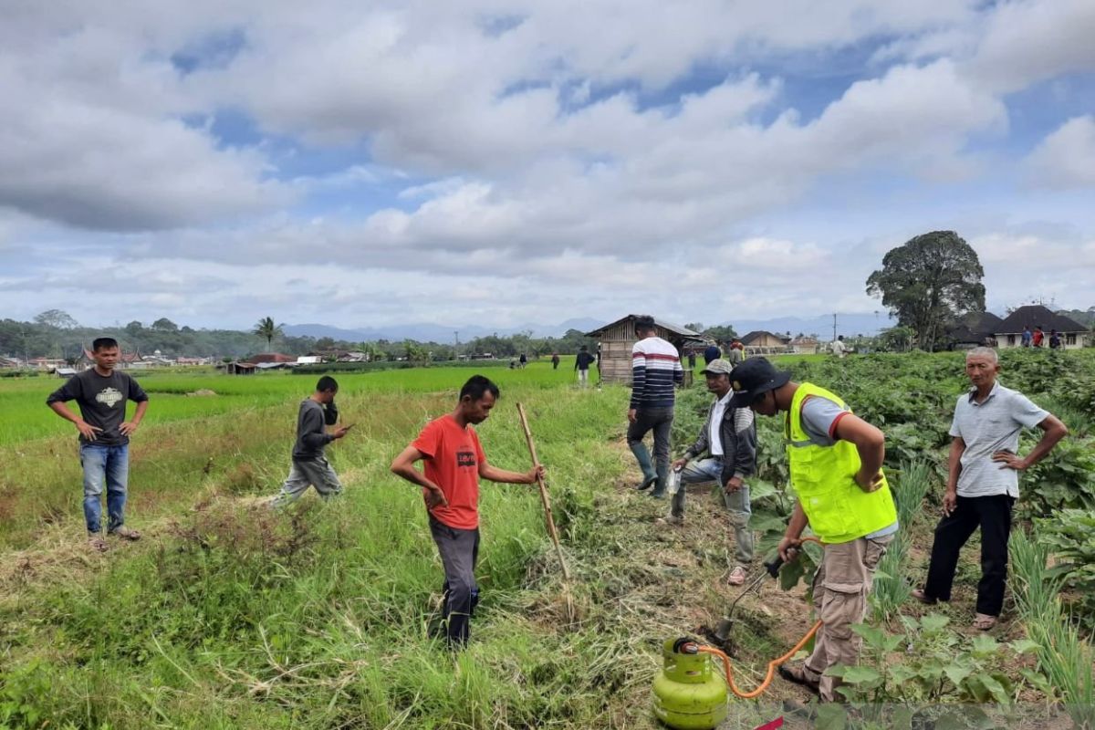 Pemkab Agam lakukan gerakan pengendalian hama antisipasi kerugian petani