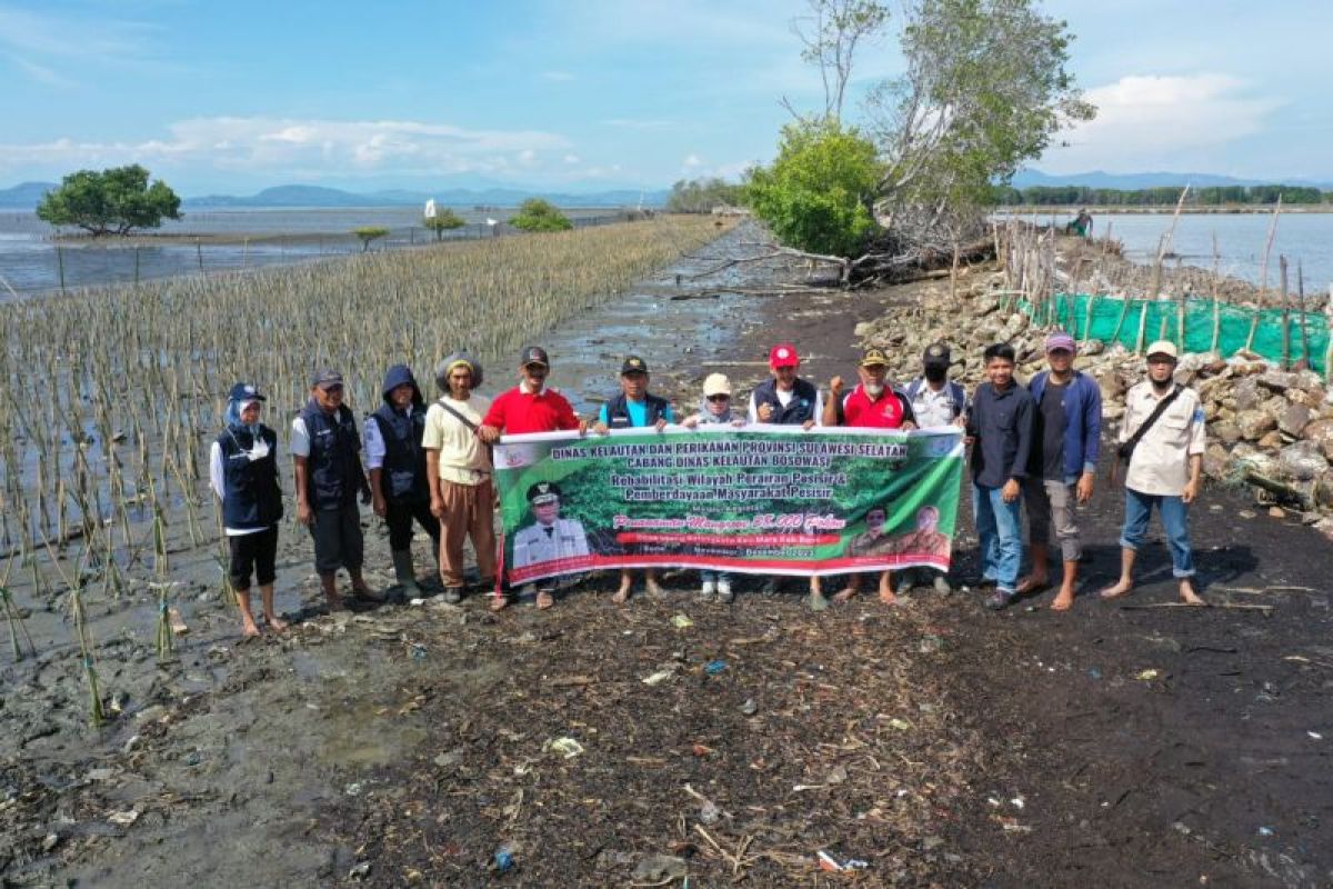 DKP Sulsel menanam 78 ribu pohon mangrove di Bone