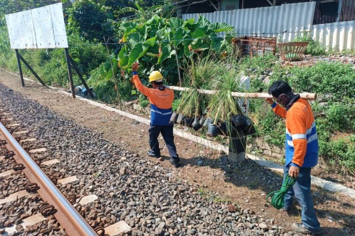 KAI Semarang tanami Akar Wangi di sekitar jalur kereta Pantura Jateng