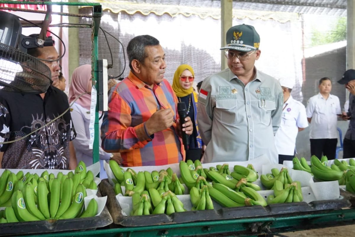 Wamentan dorong ekspor pisang Blitar melalui korporasi petani