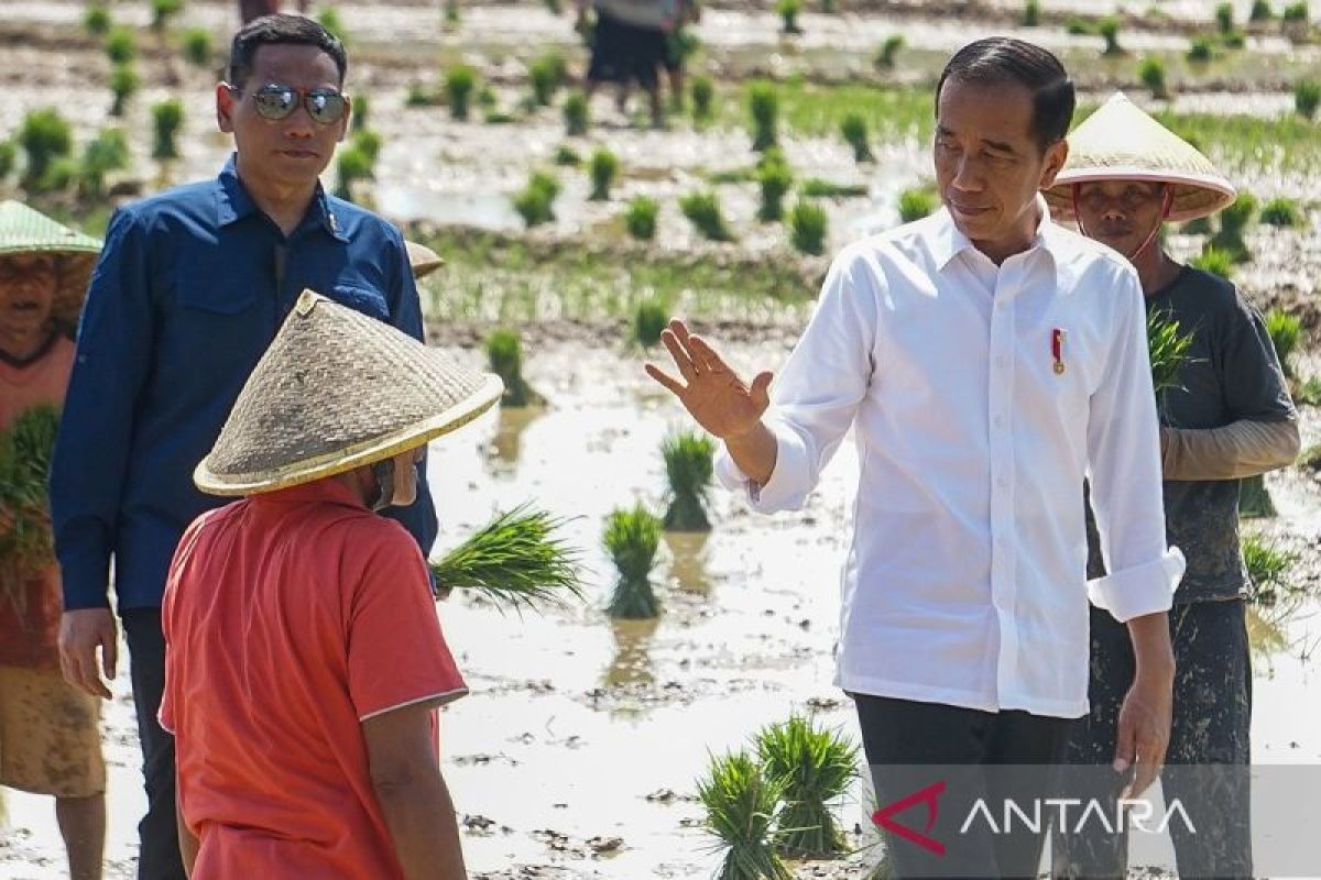 Presiden ingin produktivitas gabah di Jateng meningkat