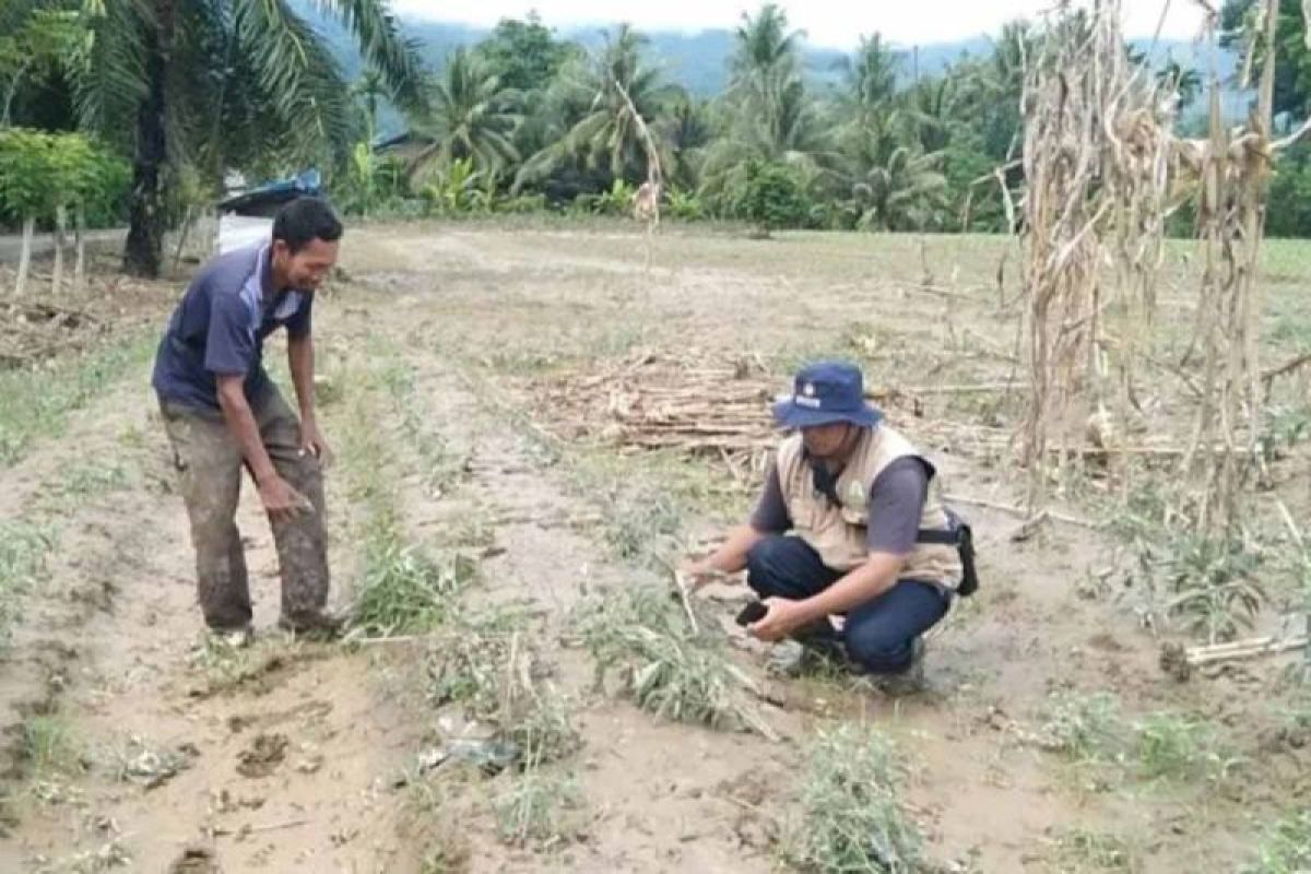 1.943 ha lahan pertanian di Aceh Selatan rusak akibat banjir