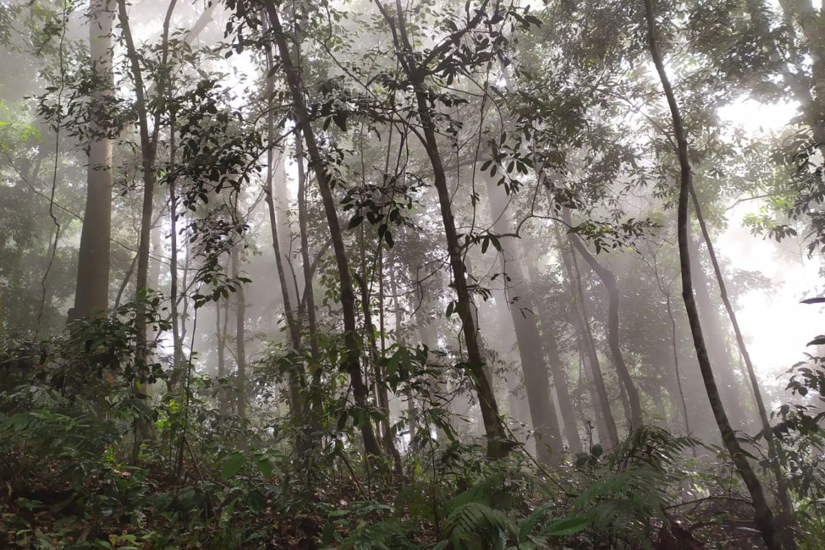 Wali Nanggroe dukung penyelamatan hutan adat mukim Aceh