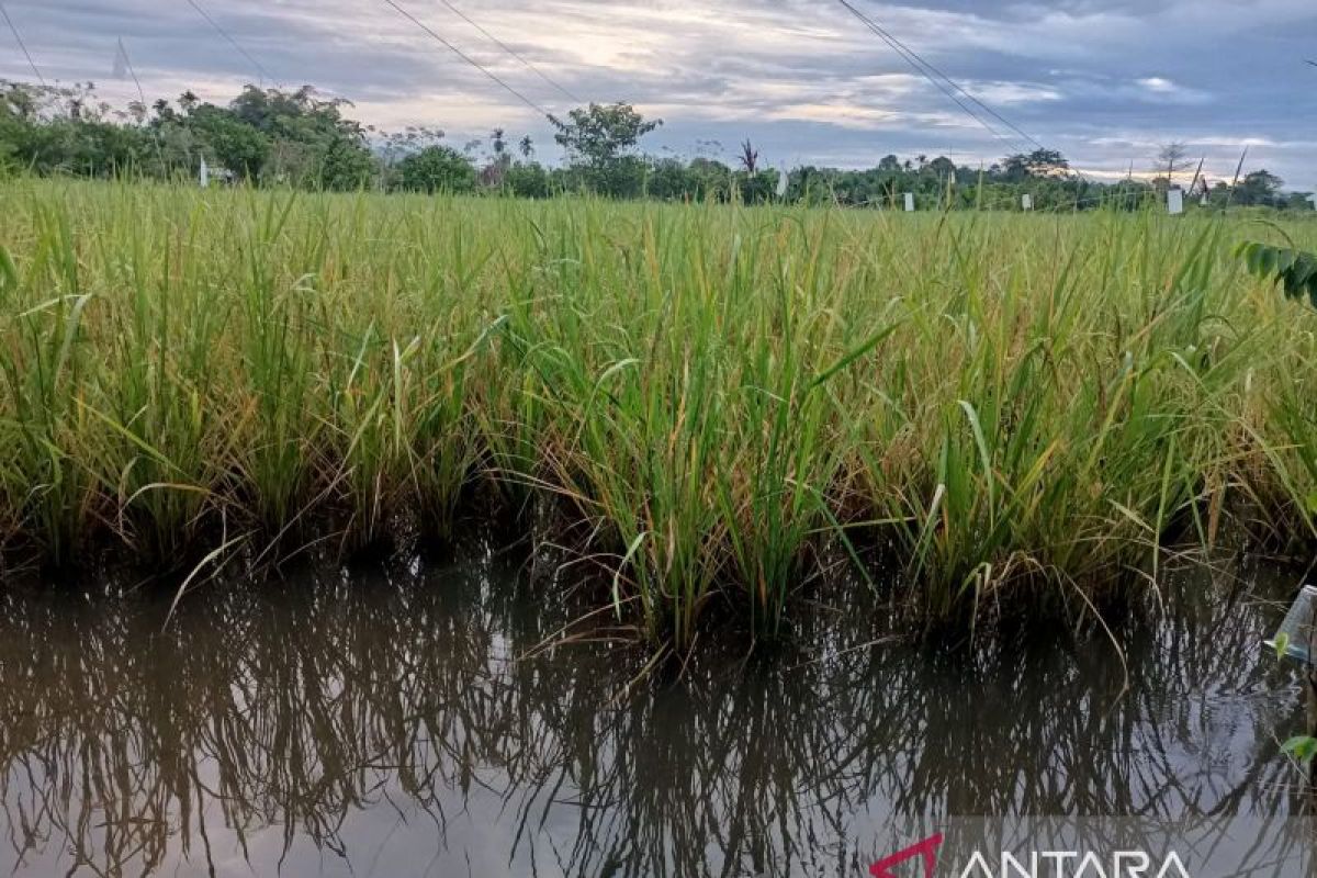 Petani di Aceh Jaya terancam gagal panen akibat luapan sungai