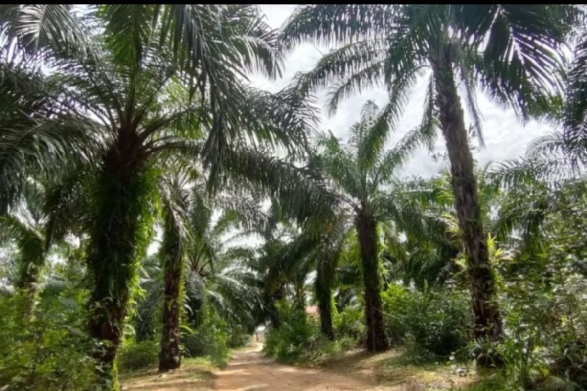 ISPO to Leverage Palm Oil Competitiveness Level?