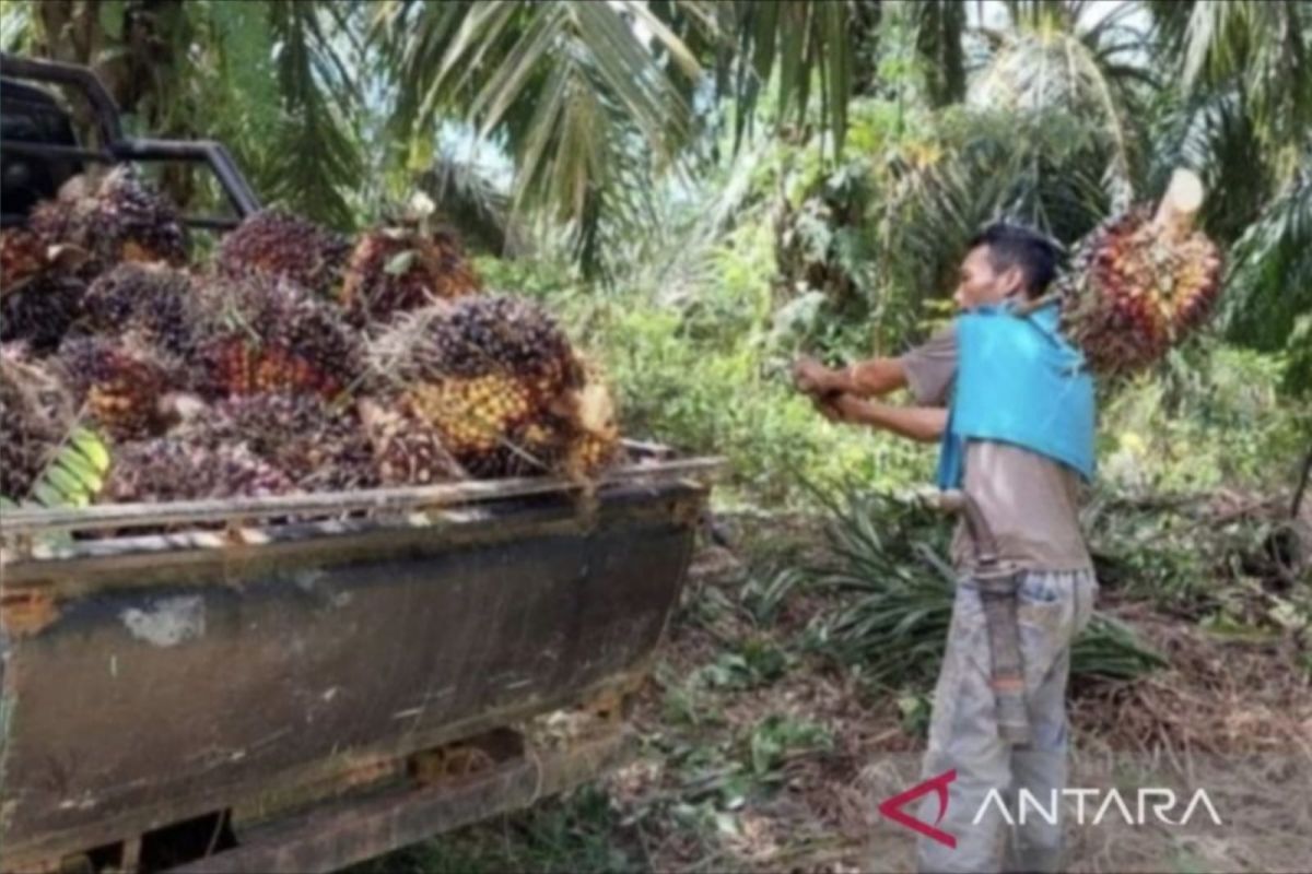 Rebranding Indonesian Palm Oil: A Lesson of Starbucks Traceability Journey