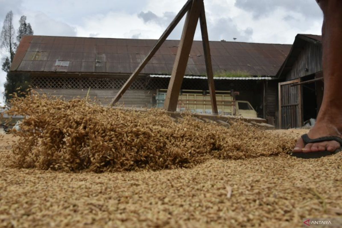 Pesisir Selatan jadi produsen gabah terbesar di Sumatera Barat