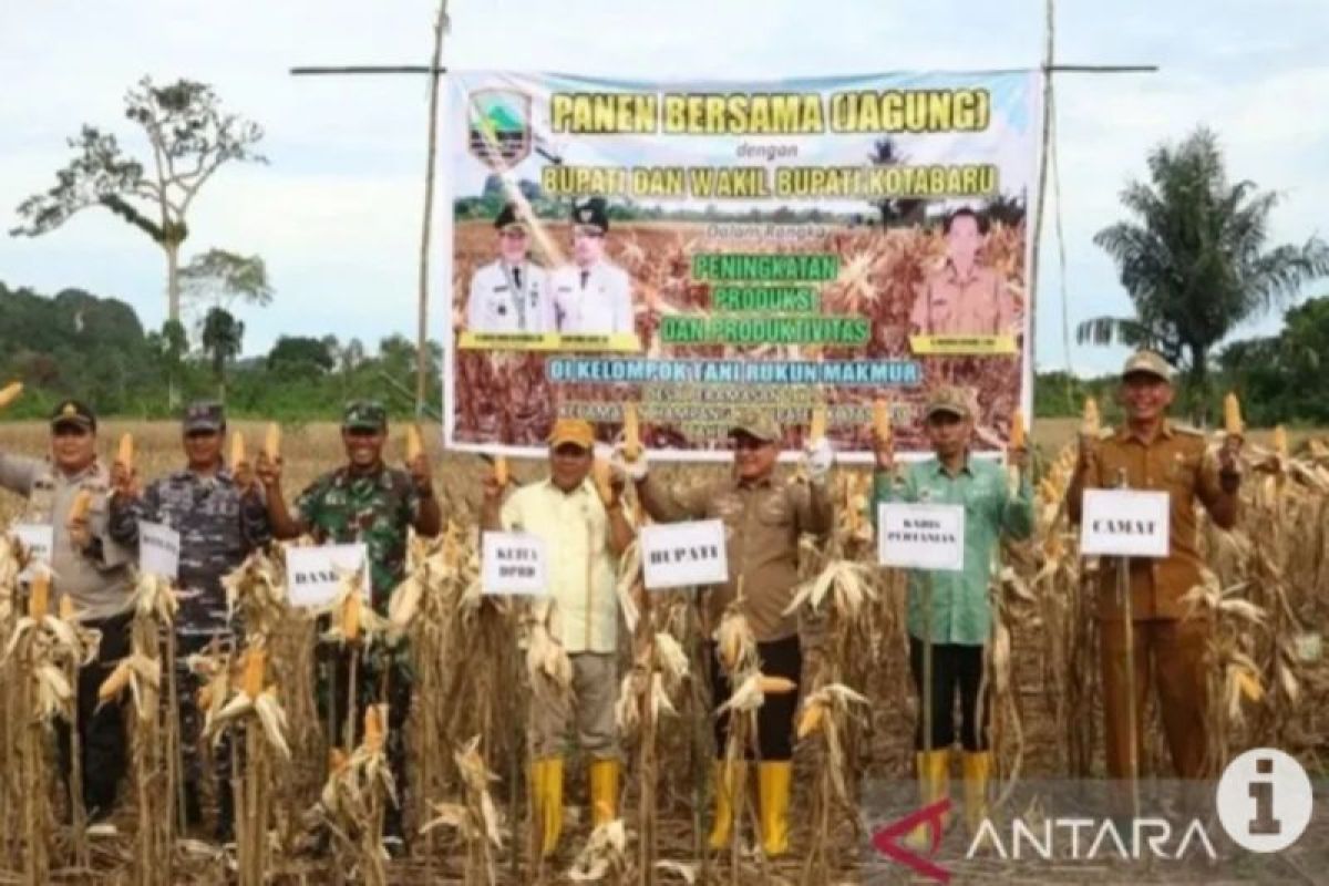Farmers, Kotabaru officials harvest corn in Meratus