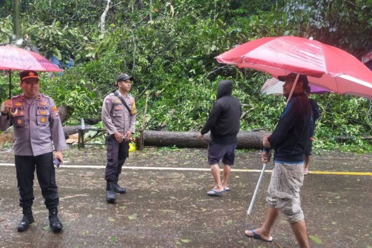 Polsek Jaro olah TKP tumbangnya pohon di perbatasan Jaro-Kaltim