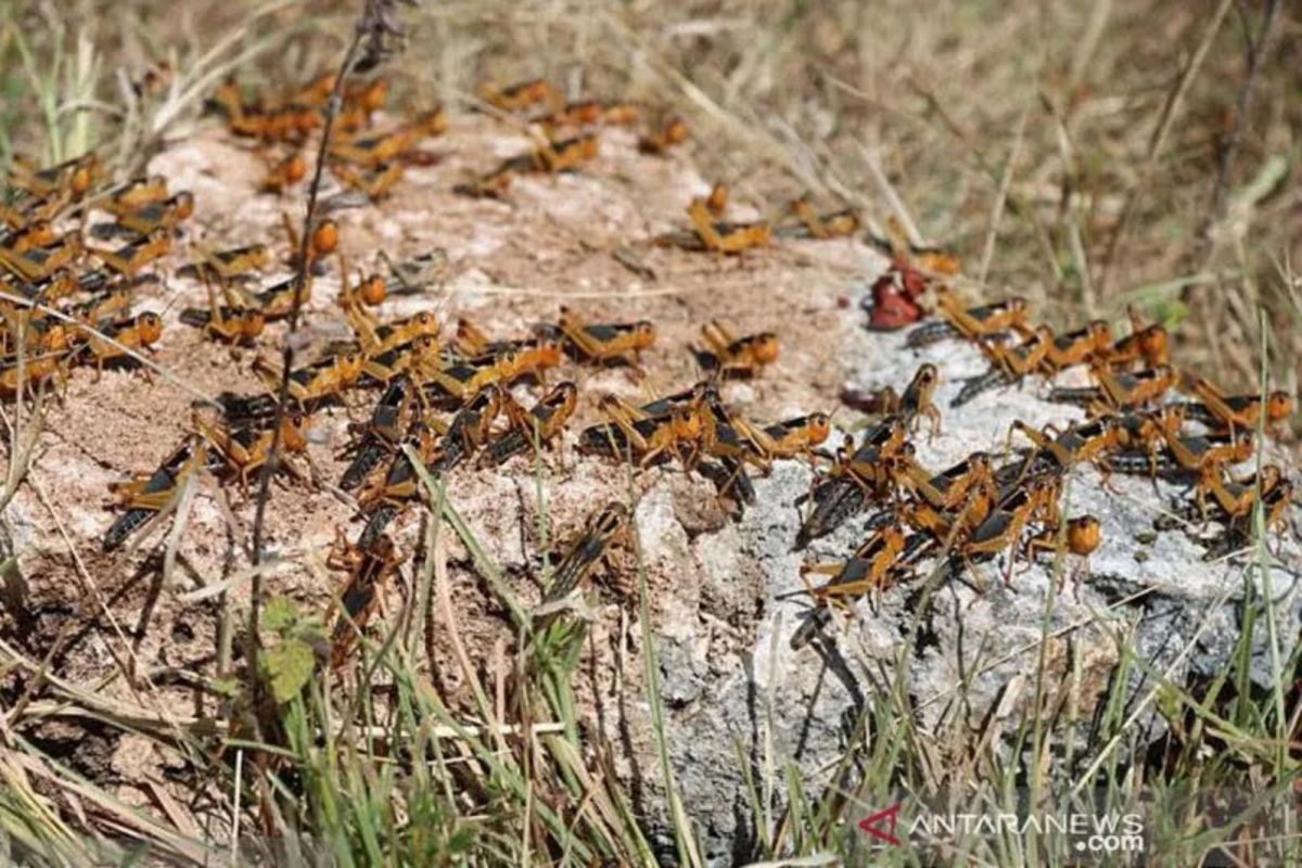 UGM sebut predator alami solusi tekan serangan hama belalang di Sumba