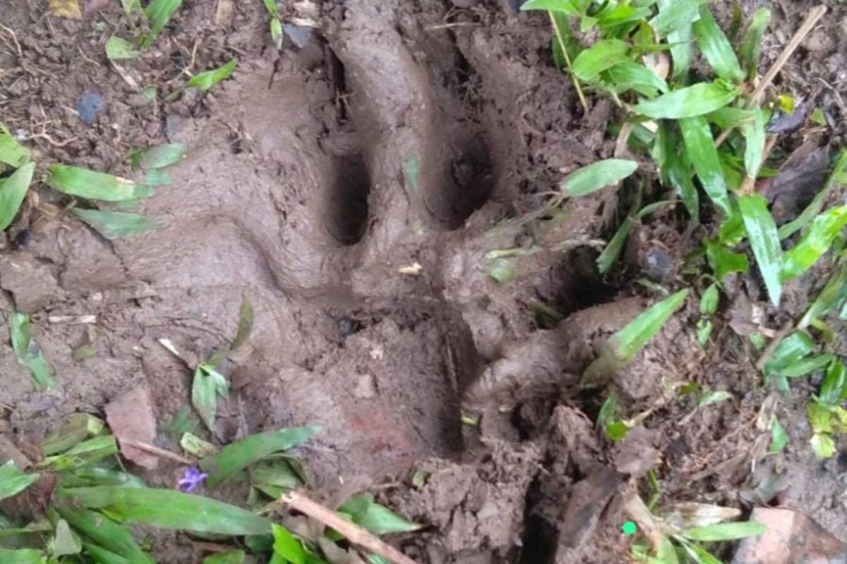 Seekor ternak warga Agam diduga dimangsa harimau sumatera