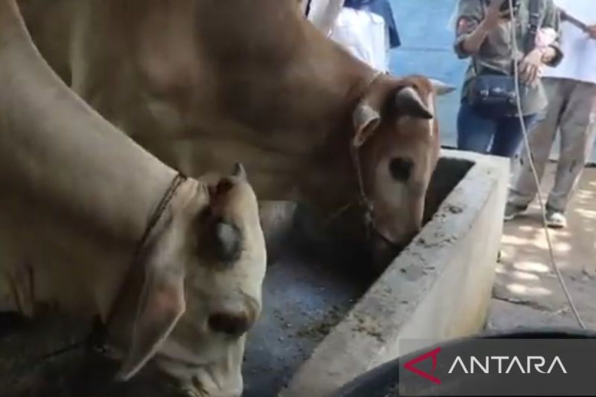 Bangka Tengah salurkan bantuan hewan ternak