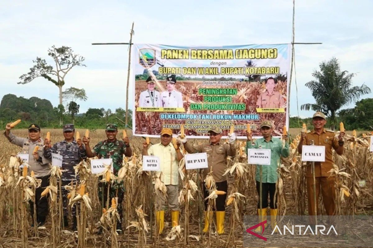 Asisten Pemerintahan Setda Kotabaru panen jagung di pegunungan Meratus