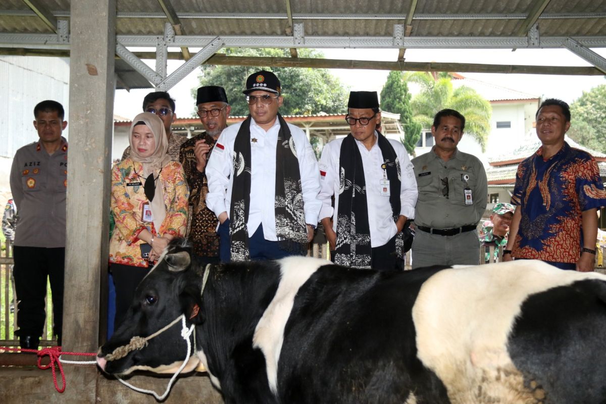 Wamentan harapkan Peternak di Pasuruan libatkan KUD tingkatkan populasi sapi perah
