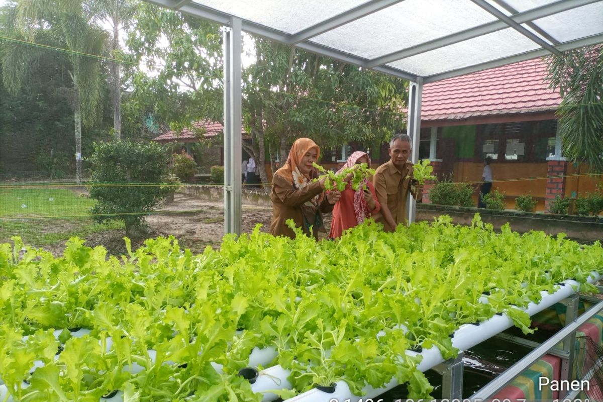 Kendalikan inflasi pangan, KWT Pangkapinang - Bank Indonesia panen sayur di dua lokasi