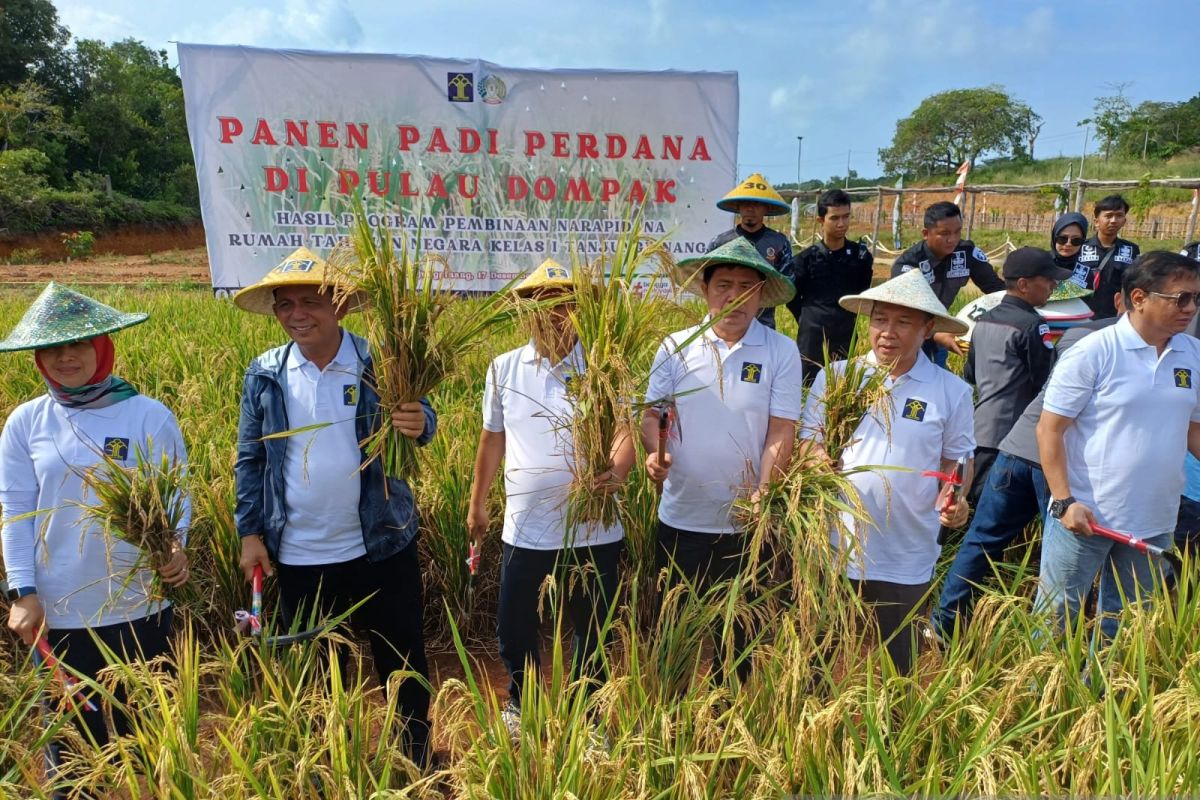 Gubernur panen perdana padi di atas lahan bekas bauksit di Dompak