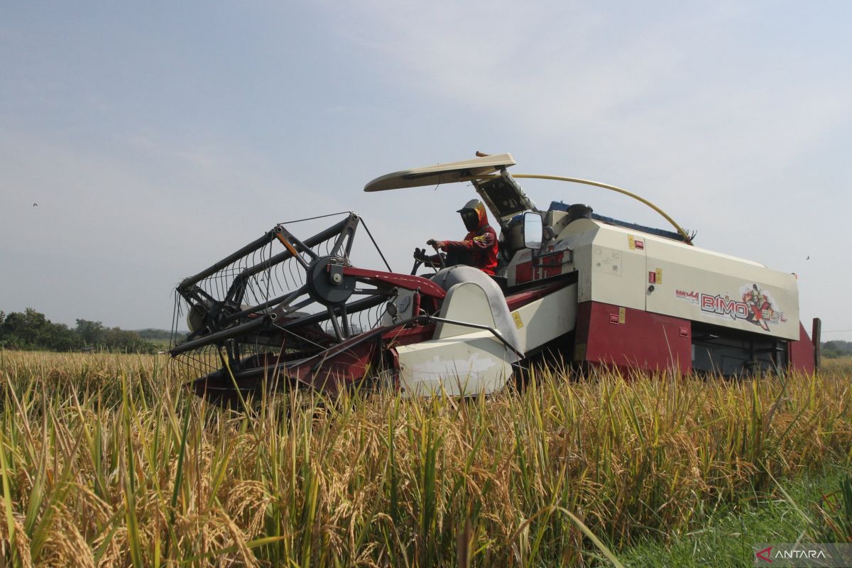 CIPS: Intensifikasi pertanian menjadi prioritas dukung pangan nasional