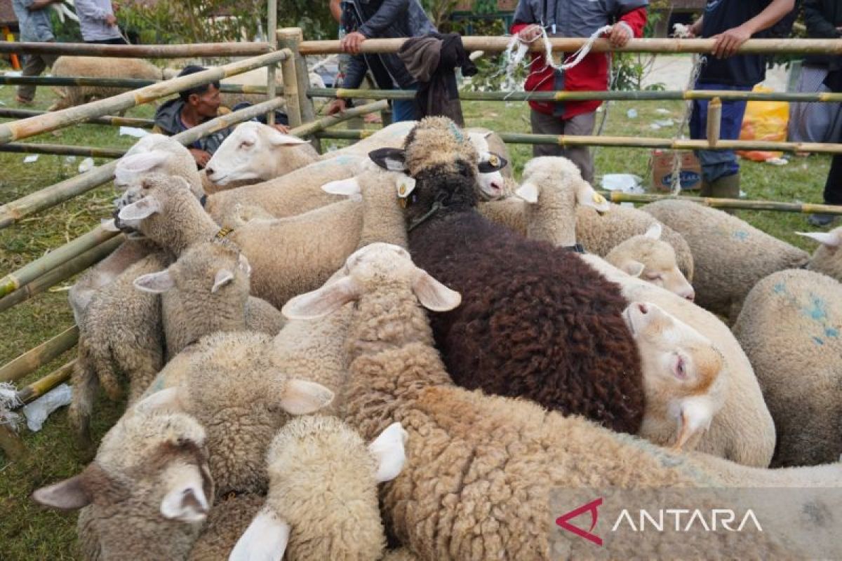 Kementan optimistis domba batur dongkrak kesejahteraan peternak