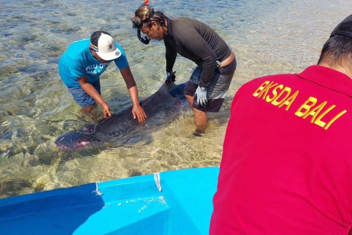 BKSDA : Paus sperma kerdil mati di Sanur karena banyak luka