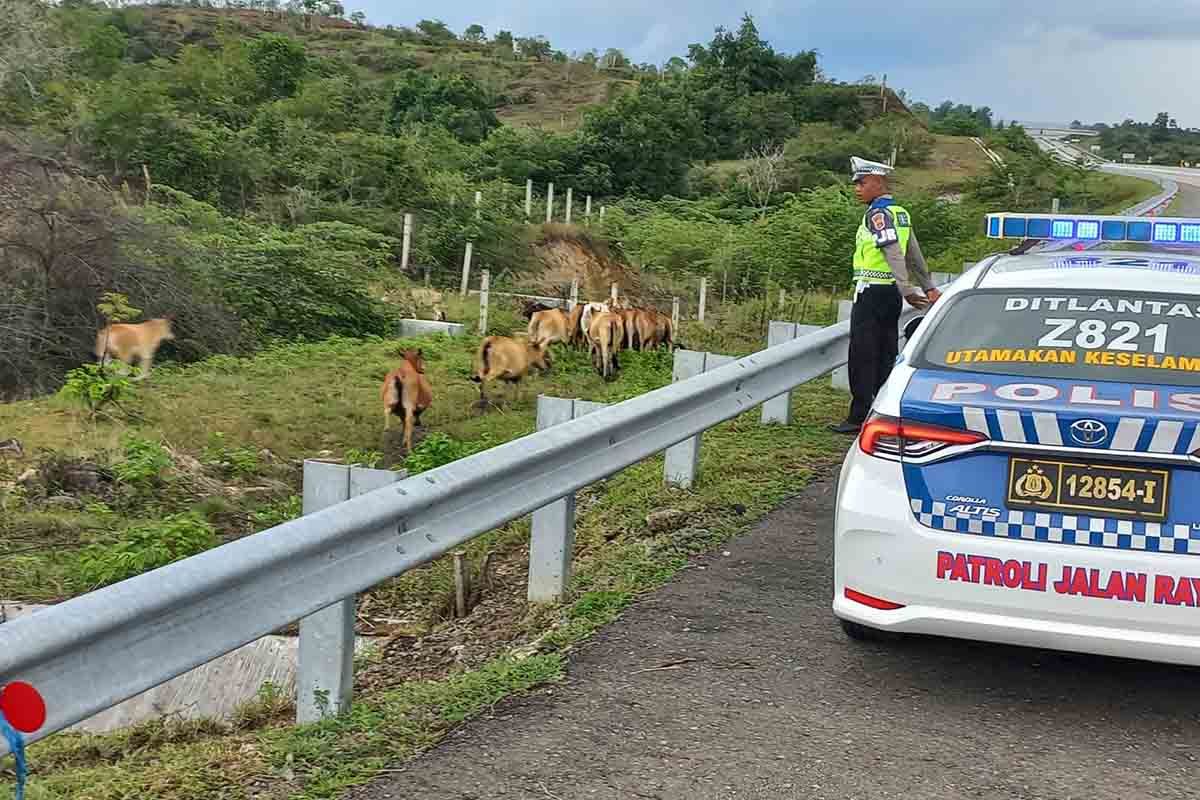 Ditlantas Aceh imbau masyarakat tidak lepas ternak di jalan raya, banyak jadi pemicu Lakalantas