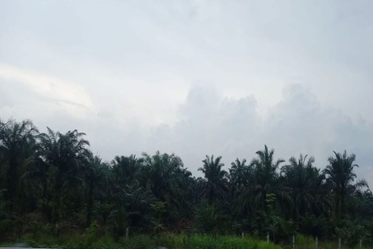 Harga sawit Riau naik jadi Rp21,75 per kg