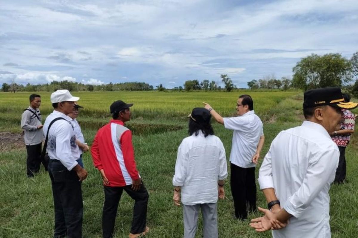 Food estate di Kalteng jadi sorotan, Teras Narang ajak publik objektif