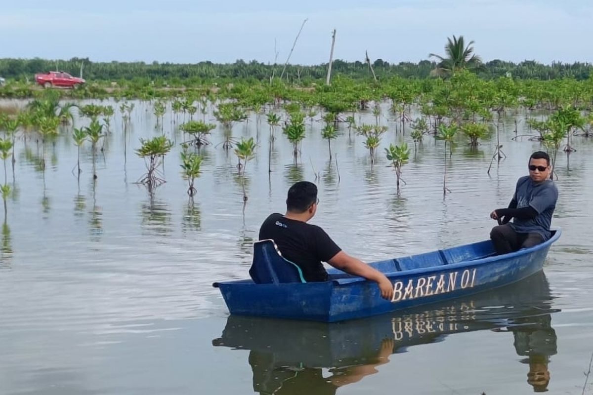 Mengembalikan ekosistem mangrove Kalimantan Utara