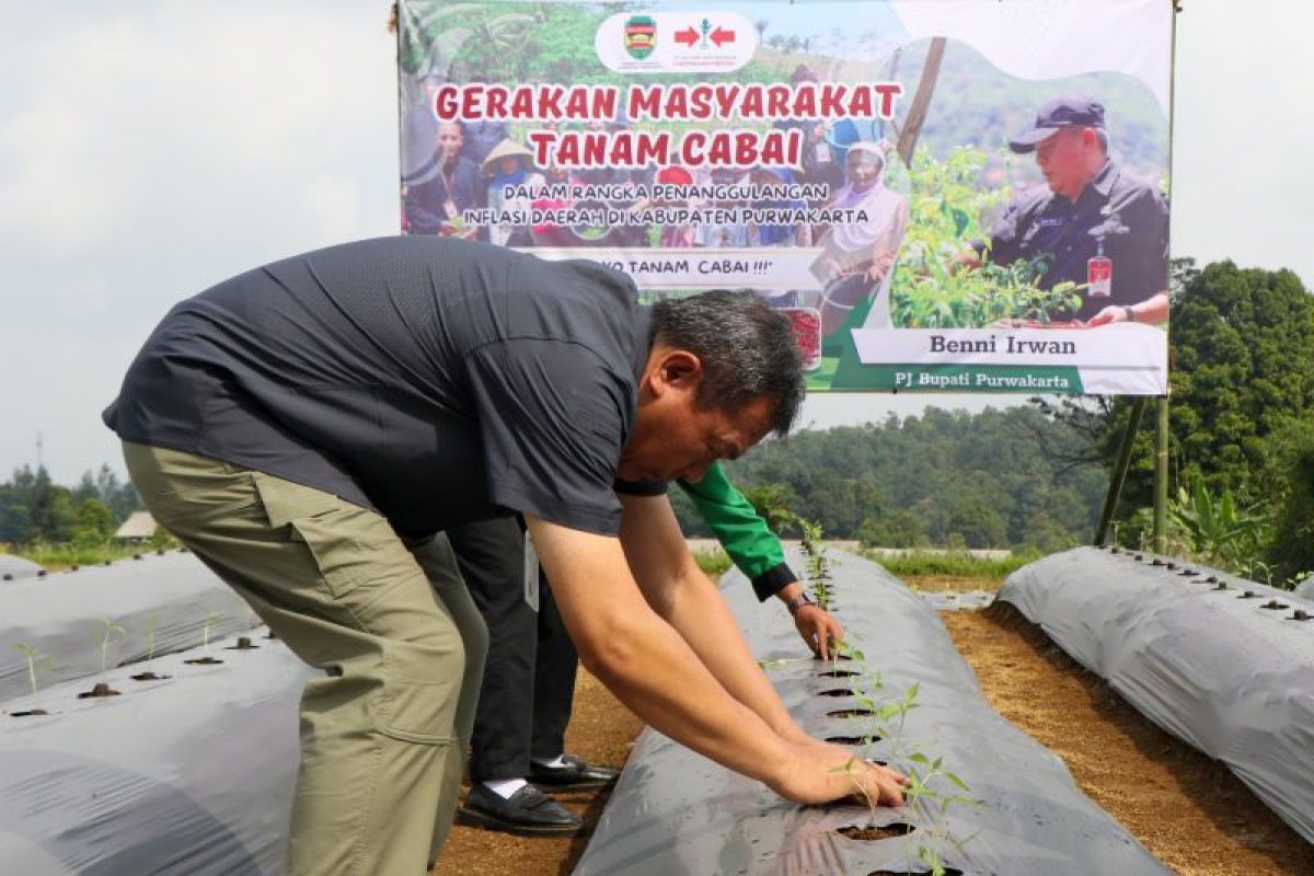 Pemkab Purwakarta siapkan bantuan benih dukung Gerakan Masyarakat Tanam Cabai