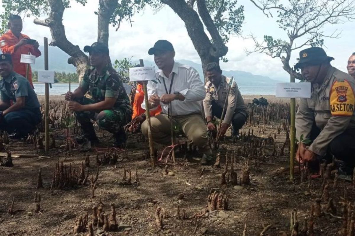 Pelindo Maumere tanam 5.000 bibit mangrove cegah abrasi pantai