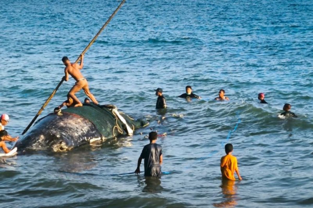 PSDKP Ambon evakuasi bangkai ikan paus sperma terdampar di Pantai Hatu Malteng