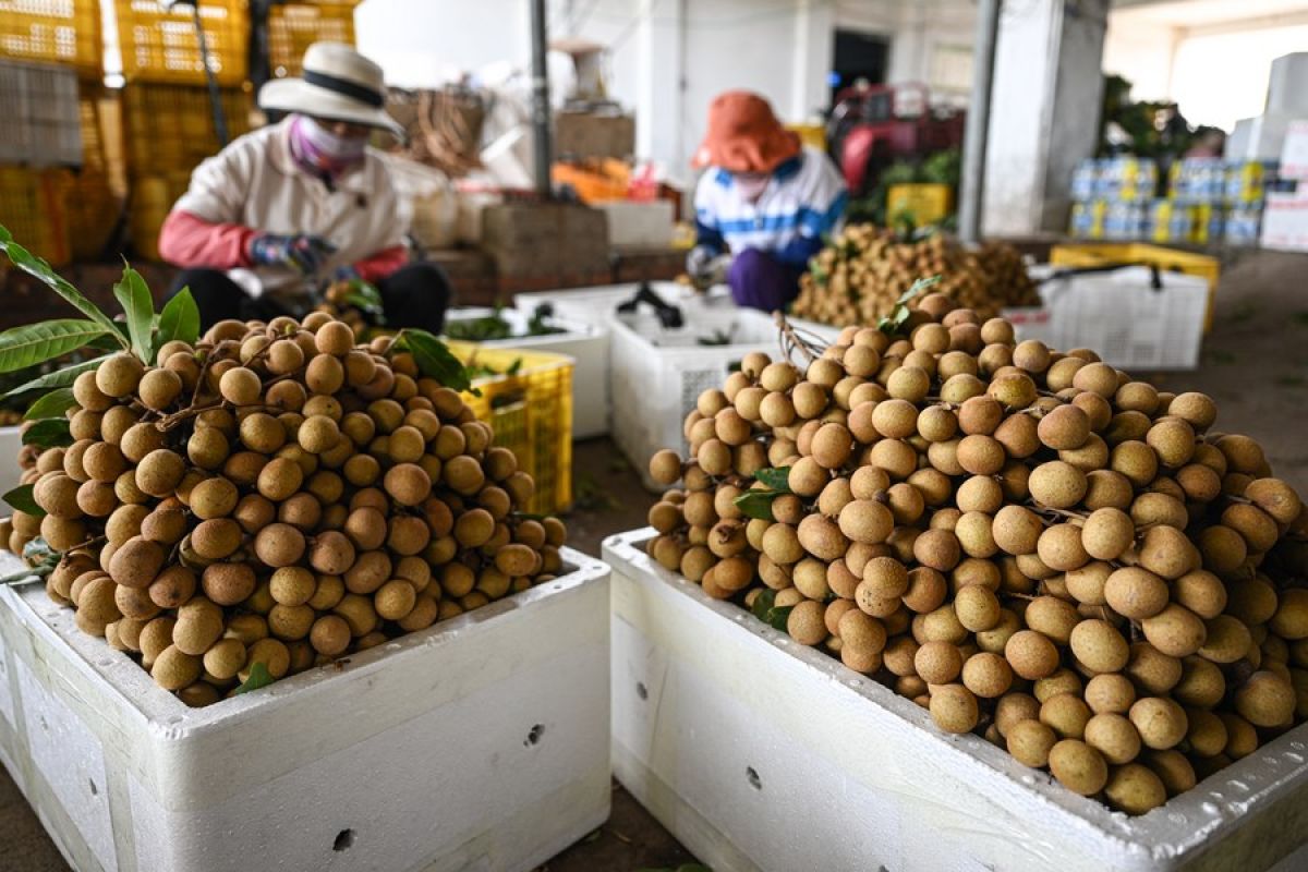 Nilai ekspor buah-buahan tropis Hainan di China tembus 36 juta yuan