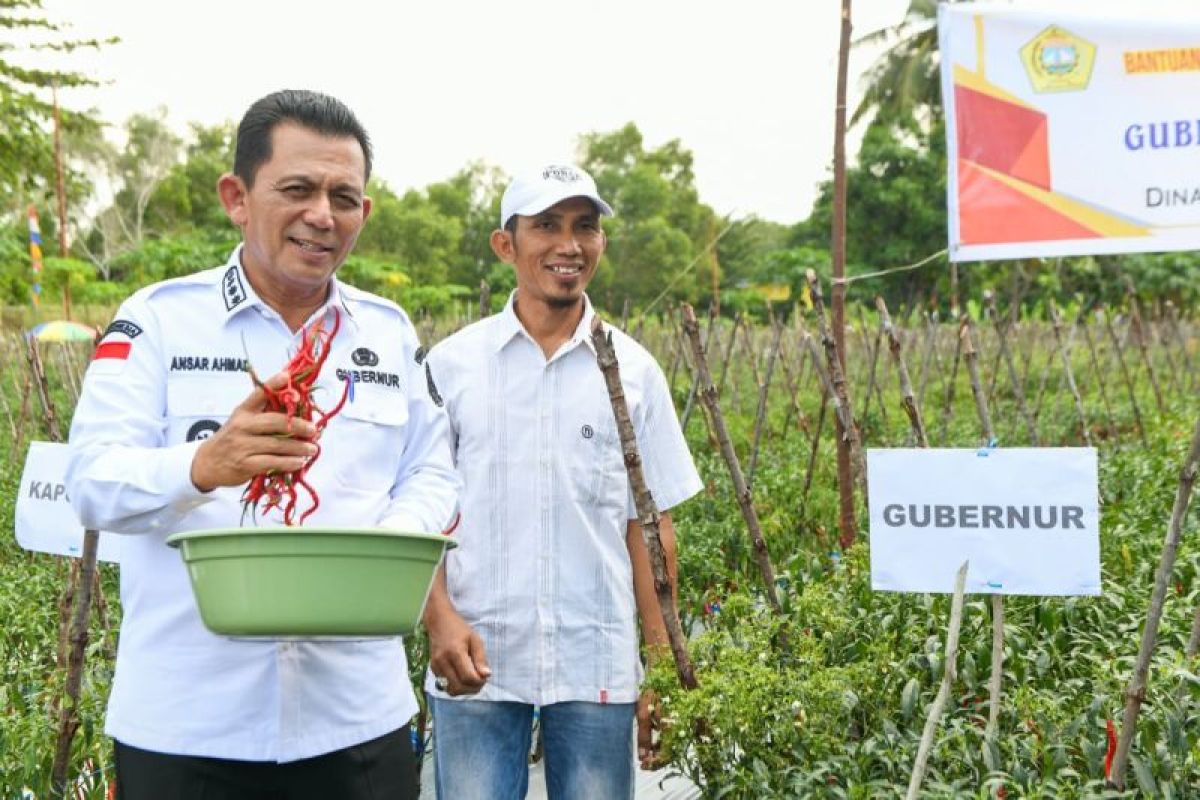 Gubernur Ansar serahkan bantuan alat dan pupuk untuk petani cabai