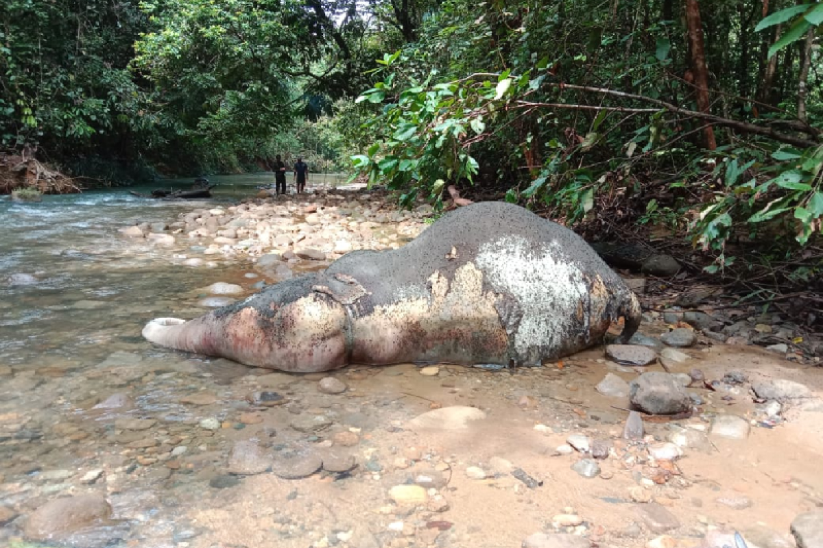 BKSDA turunkan tim selidiki penyebab kematian gajah di Sungai Mas Aceh Barat