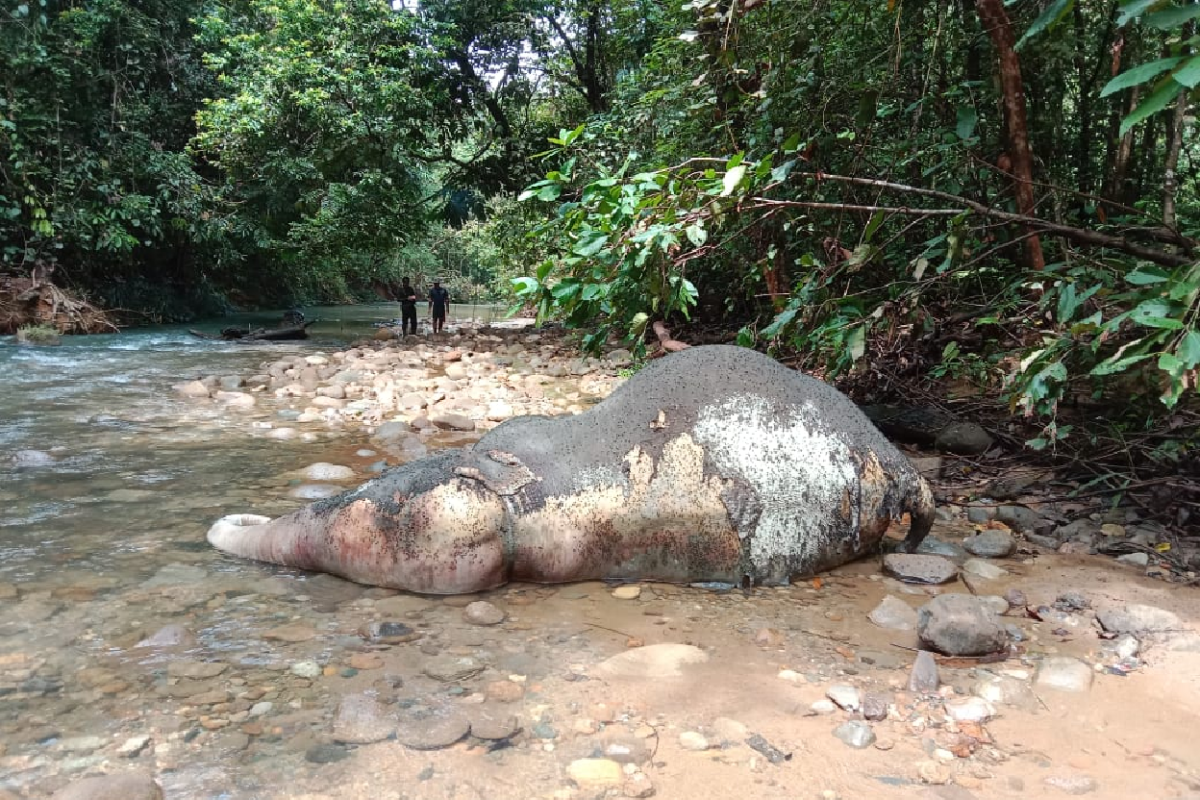 BKSDA turunkan tim untuk selidiki penyebab kematian gajah di Aceh