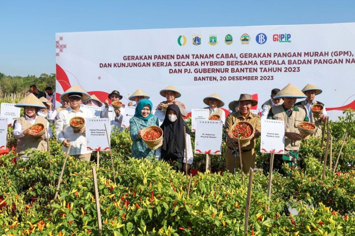 Pemprov Banten lakukan gerakan panen dan tanam cabai