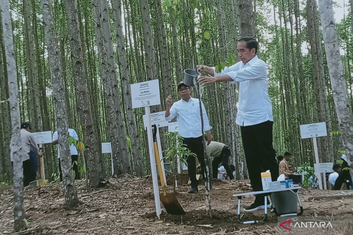 Jokowi: Ibu kota negara baru kembalikan hutan tropis asli Kalimantan