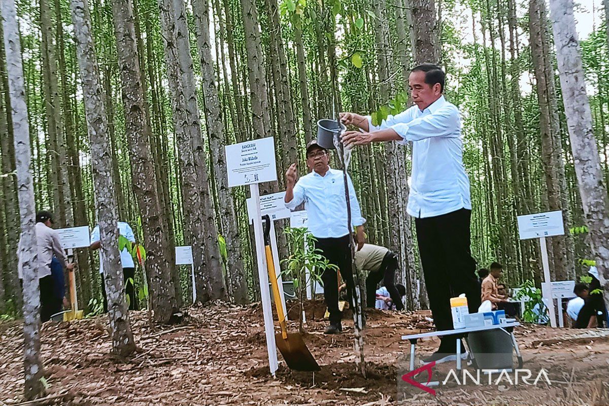 Presiden: Ibu kota negara baru kembalikan hutan tropis Kalimantan