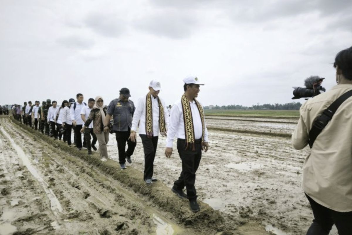 Mentan lakukan percepatan tanam padi di Lampung Tengah