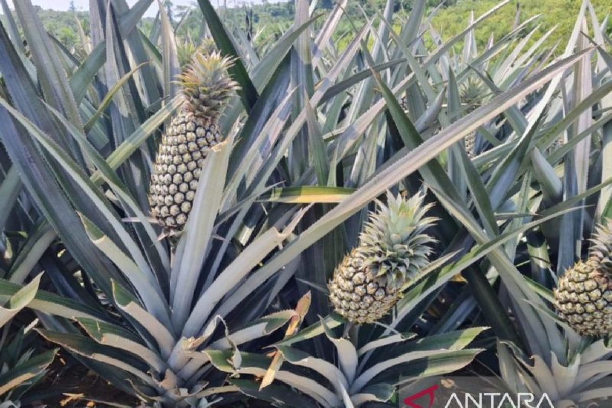 Kampung Nanas, julukan untuk Desa Himba Lestari Kutai Timur