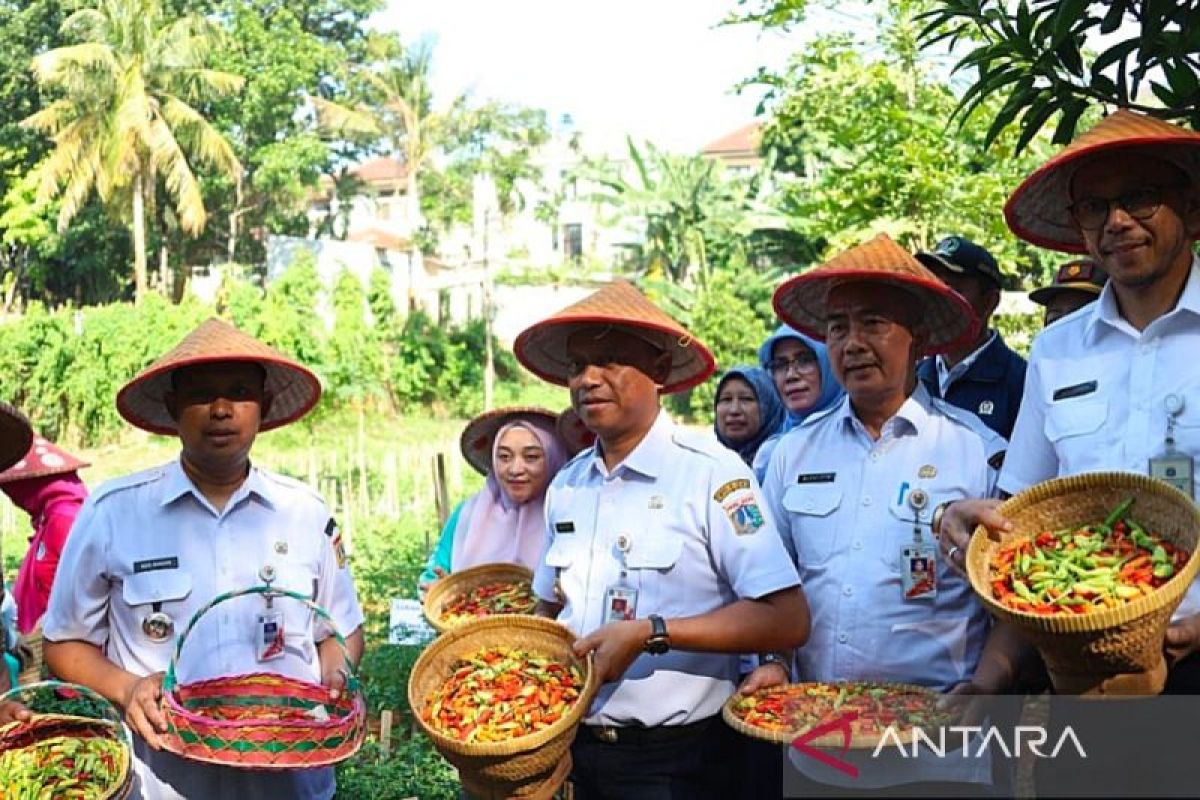 Pemkot Jaksel panen cabai untuk stabilitas harga pangan