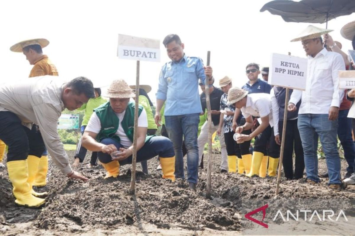 Bupati Konawe Utara lakukan penanaman wijen di Desa Matandahi