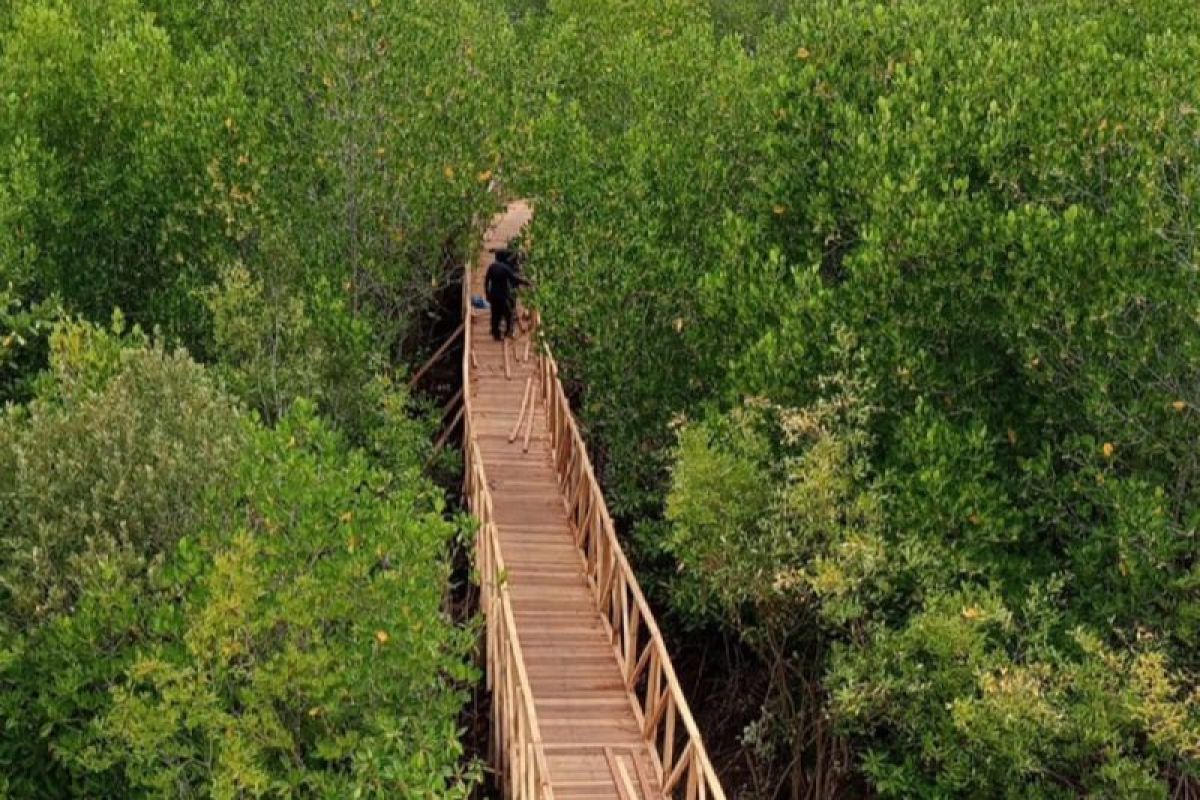 PLN hadirkan tracking mangrove di Desa Wisata Lembar Selatan