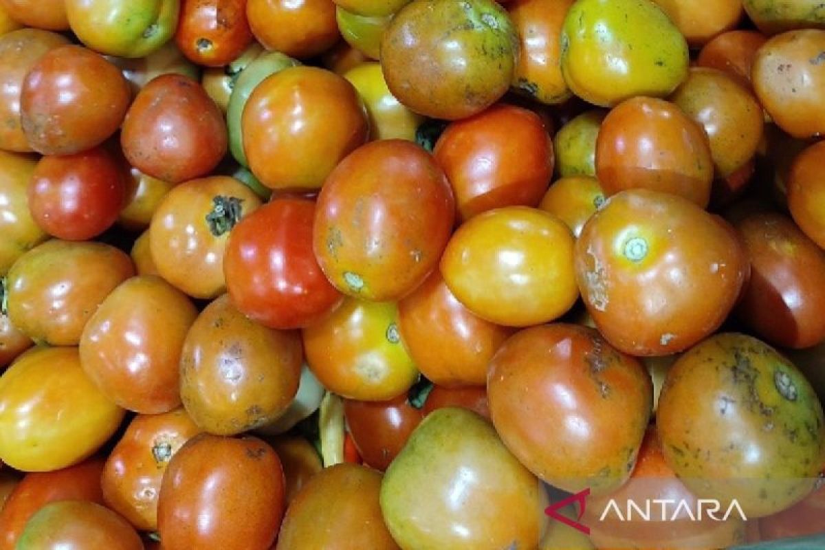 Harga tomat di Jayapura naik Rp140.000 per kilogram