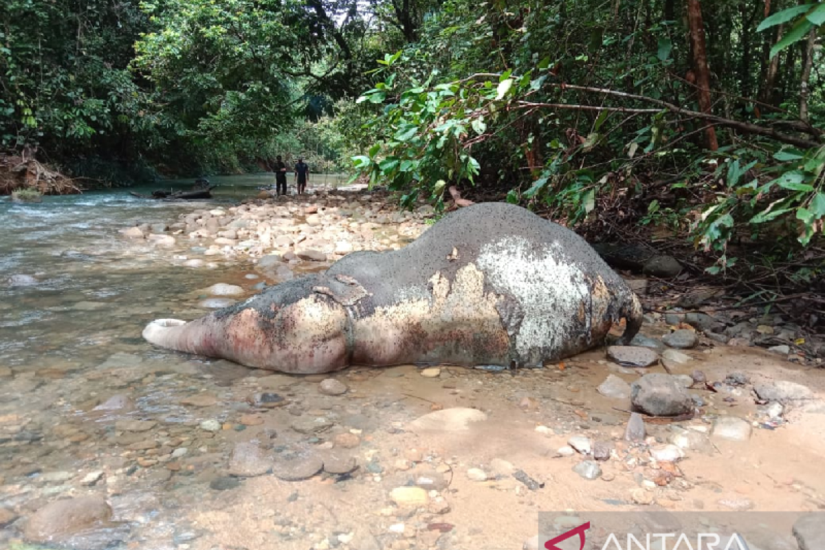 Gajah liar yang mati di sungai Mas Aceh Barat bukan karena kekerasan