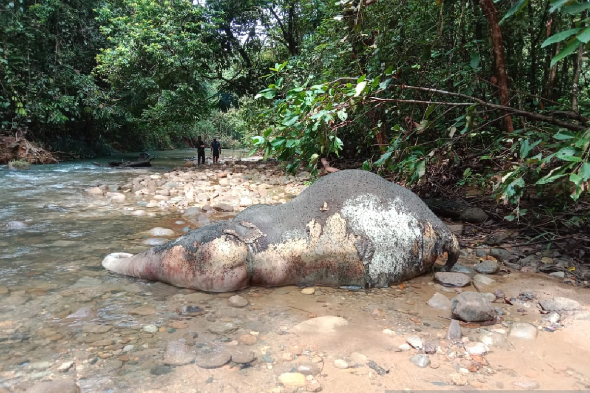 BKSDA tidak temukan tanda kekerasan pada gajah liar mati di sungai Aceh Barat