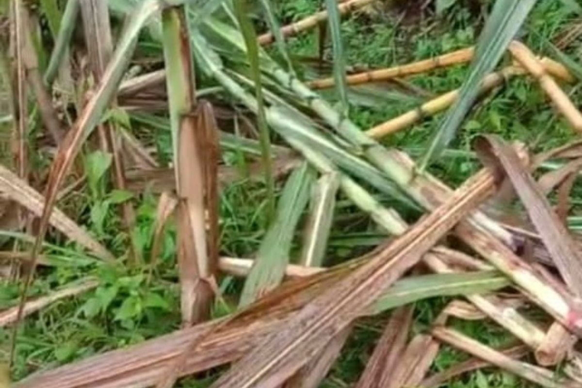 Beruang madu rusak perkebunan tebu di Marambuang Agam