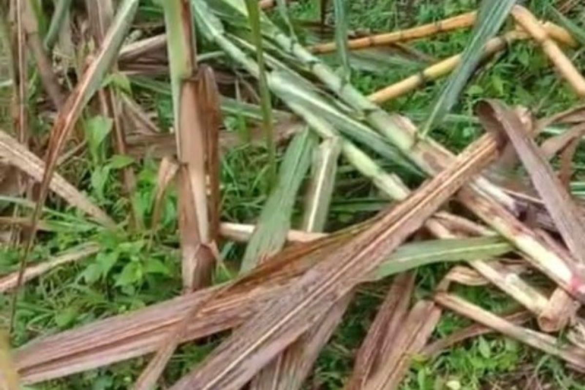 Beruang madu rusak perkebunan tebu di Marambuang Agam