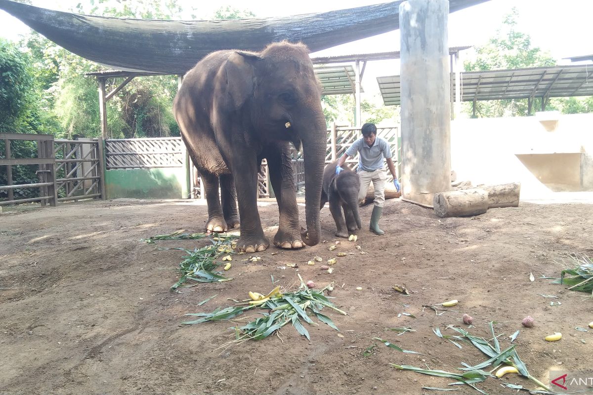 Lahirnya anak gajah ke-2, Bali Zoo kembangbiakkan Gajah Sumatera
