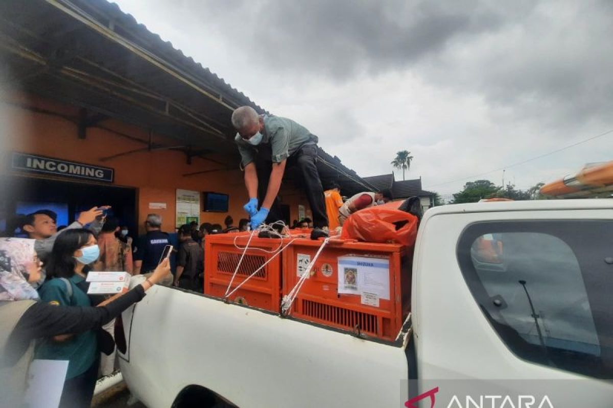 Repatriasi tiga individu orang utan Indonesia dari Thailand tiba di Jambi